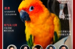 《重生鹦鹉：总裁的异鸟老公》(80集) 奇幻短剧全集在线看