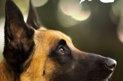 《忠犬飞虎》(33集) 动物短剧全集夸克网盘观看