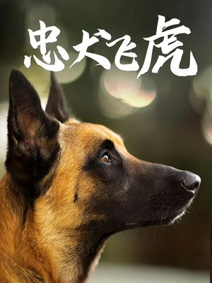 忠犬飞虎（33集）关注我每天分享热门短剧
