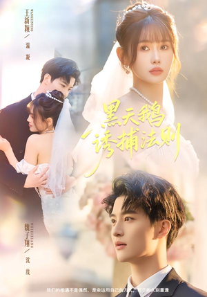 黑天鹅诱捕法册(80集) 黑天鹅诱捕法册(80集)短剧追到爽越看越好看